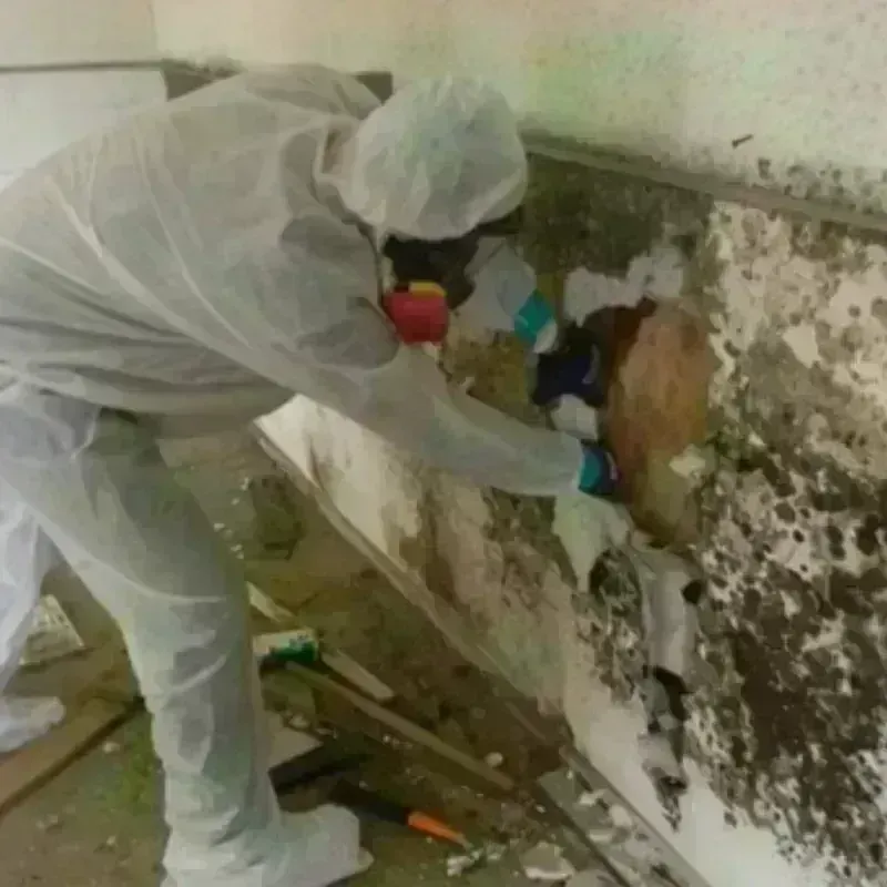 Mold Remediation and Removal in Nutley, NJ